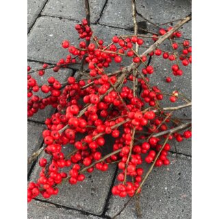 Ilex, Winterberry- Zweige rot ~ kurz ca 40cm~ Winterdeko~ schöner Farbtupfer mit leuchtend roten Beeren, tolle lang haltene Vasendeko