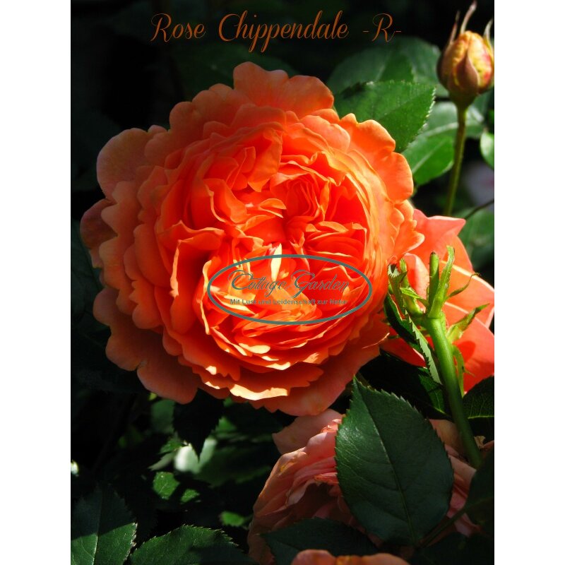 Rose Chippendale R XXL 10 Liter Topf Romantische Traumrose, 32,50