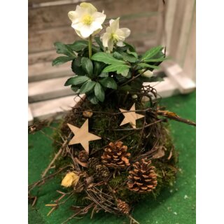 Christrose/Schneerose jetzt knospig/blühend ~ Landhaus- Winterdeko im Mooskleid ganz natürlich dekoriert mit Zapfen & Co