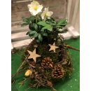 Christrose/Schneerose jetzt knospig/blühend ~...