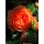 Rose Chippendale  -R- XXL 10 Liter Topf  ~ Romantische Traumrose