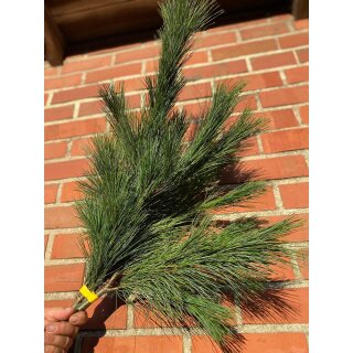 1 Bund Kiefer Seidenkiefer / Weymouthskiefer Pinsel - Handbund kurz..Naturdeko frische Kiefernzweige, für kreative Ideen