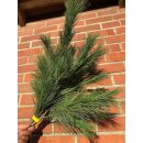 1 Bund Kiefer Seidenkiefer / Weymouthskiefer Pinsel -...