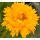 Coreopsis Sunray ...halb gefülltes großblumiges Mädchenauge..goldgelb & sonnig