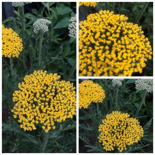 Achillea Summer Gold-R- 3 Liter Solitär- Sommerfreuden in leuchtend gelb