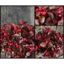 Gaultherie/Scheinbeere gefärbt sehr lange haltbar...