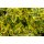 Kriechspindel Euonymus Emerald´n Gold  ~ immergrüner goldender Bodendecker...