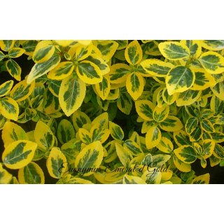 10x Kriechspindel Euonymus Emerald´n Gold ~ immergrün & goldgelb- Bodendecker