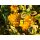 10x Kriechspindel Euonymus Emerald´n Gold ~ immergrün & goldgelb- Bodendecker
