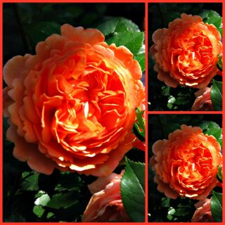 Rose Chippendale  -R-  ~ Romantische Traumrose~ Güteklasse 1A Wurzelnackt