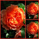 Rose Chippendale  -R-  ~ Romantische Traumrose~...