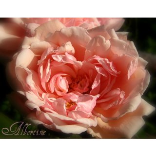 Rambler-Kletterrose Rose Albertine ~ im großen 10 Liter Topf~ Historische Rose mit tollen Duft
