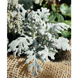 Silberblatt ~ silber Herbst und Winterdeko für Garten und Kübel  - Senecio