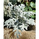 Silberblatt ~ silber Herbst und Winterdeko für...