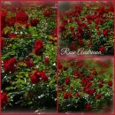 Bodendecker - Rose Austriana -R-..blutrote Blütenwogen
