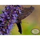 Mexikonessel Agastache Black Adder ~ Schmetterlingsmagnet